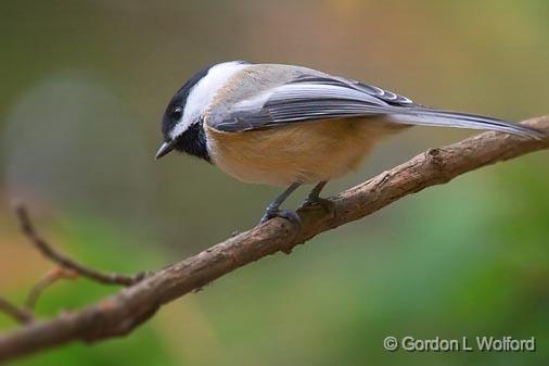 Chickadee On A Branch_52023.jpg - Photographed at Ottawa, Ontario - the capital of Canada.